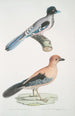 Geai gularis Garrulus gularis 2 Beautiful jay Garrulus ornatus Natural size - John Edward Gray — artwork view