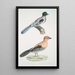 Geai gularis Garrulus gularis 2 Beautiful jay Garrulus ornatus Natural size - John Edward Gray — framed artwork on a wall