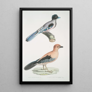 John Edward Gray - 1 Gular Jay Garrulus gularis 2 Beautiful Jay Garrulus ornatus Natural size.webp