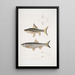 Carpe de Hamilton Cyprinus Bangana Hamiltonii Natural size 2 Carpe Goha Cyprinus Leuciscus Goha - John Edward Gray — framed artwork on a wall