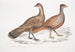 Polyplectron de Hardwicke, gallina Polyplectron hardwickii, China, Museo Británico 2. Francolín bai, Francolín a numerosas espuelas - John Edward Gray — vista de la obra