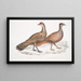Polyplectron de Hardwicke, gallina Polyplectron hardwickii, China, Museo Británico 2. Francolín bai, Francolín a numerosas espuelas - John Edward Gray — cuadro enmarcado en la pared