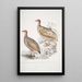 Francolin by Hepburn Perdix Hepburnii 2 Perdix Hepburnii var Pallida odypore - John Edward Gray — framed artwork on a wall