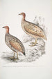 Francolin by Hepburn Perdix Hepburnii 2 Perdix Hepburnii var Pallida odypore - John Edward Gray — artwork view