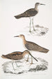 Bécassine de Horsfield Scolopax Horsfieldii 2 Bécasseau indien - John Edward Gray — vista de la obra
