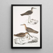 Bécassine de Horsfield Scolopax Horsfieldii 2 Bécasseau indien - John Edward Gray — cuadro enmarcado en la pared