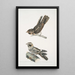 Indian Nightjar Caprimulgus Indicus 2 Bombay Nightjar Caprimulgus Asiaticus - John Edward Gray — framed artwork on a wall