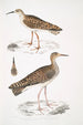 Bécasseau indien Totanus Indicus 2 Bécassine Bhegondee Bhegondic Limosa Hardwickii - John Edward Gray — artwork view