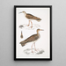 Bécasseau indien Totanus Indicus 2 Bécassine Bhegondee Bhegondic Limosa Hardwickii - John Edward Gray — framed artwork on a wall