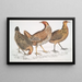 la gallina javanaise Gallus furcatus 2 Gallina de Lord Stanley Gallus stanleyi 3 Gallina de Banks Gallus bankiva - John Edward Gray — cuadro enmarcado en la pared
