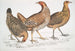 la gallina javanaise Gallus furcatus 2 Gallina de Lord Stanley Gallus stanleyi 3 Gallina de Banks Gallus bankiva - John Edward Gray — vista de la obra