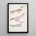 Sterne javanaise Sterna Javanica 2 Sterne alliée Sterna similis 3 Sterne à ventre brun Sterna acuticauda - John Edward Gray — framed artwork on a wall