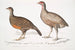 Polyplectron de Lady North Polyplectron pectrophora Polyplectron northi 2 Perdiz punteada Perdix punctulata - John Edward Gray — vista de la obra