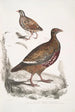 Perdrix Lerwa Perdix Lerwa 2 Caille à bec rouge Coturnix erythrorhyncha - John Edward Gray — vista de la obra