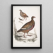 Perdrix Lerwa Perdix Lerwa 2 Caille à bec rouge Coturnix erythrorhyncha - John Edward Gray — cuadro enmarcado en la pared