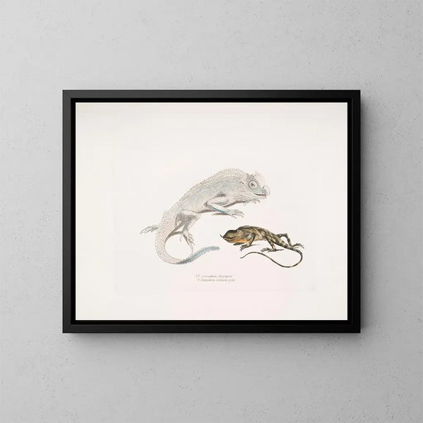 Lagarto con cabeza de lira de Macgregor, Lagarto unicornio de Stoddart, Ceylán - John Edward Gray — cuadro enmarcado en la pared