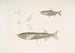 Carpe Morar Cyprinus Morar 2 Carpe Cora Cyprinus Cora - John Edward Gray — vista de la obra