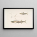 Carpe Morar Cyprinus Morar 2 Carpe Cora Cyprinus Cora - John Edward Gray — cuadro enmarcado en la pared