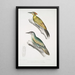 Pic du Népal Picus Nepaulensis 2 Pic à moustaches Picus barbatus - John Edward Gray — framed artwork on a wall