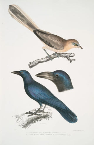John Edward Gray - 1 Pale Eared Jay Garrulus albifrons 2 Large Billed Crow Corvus macrorhynchus.webp