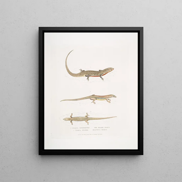 John Edward Gray - 1 Red Bellied Tiliqua Tiliqua rubriventris 2 Beautiful Tiliqua Tiliqua pulchra.webp