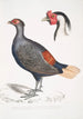 Faisán huppé a cola rufa Euplocomus erythrothalmus 2 Cabeza de faisán huppé plateado Euplocomus Nycthemerus - John Edward Gray — vista de la obra
