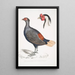 Faisán huppé a cola rufa Euplocomus erythrothalmus 2 Cabeza de faisán huppé plateado Euplocomus Nycthemerus - John Edward Gray — cuadro enmarcado en la pared