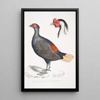 John Edward Gray - 1 Rufous Tailed Crested Pheasant Euplocomus erythrothalmus 2 Head of Silver Crested Pheasant Euplocomus Nycthemerus.webp