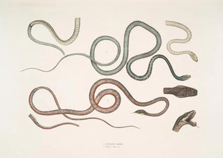 John Edward Gray - 1 Side Streaked Tree Snake Dendrophis lateralis 2 Reddish Dipsas Dipsus Dipsas rubescens.webp