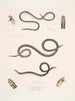 Calliophis slender Calliophis gracilis 2 Maticora striped Maticora lineata 3 Changulia with white belly Changulia albiventer - John Edward Gray — artwork view