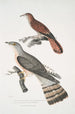 Coucou à bec fin Cuculus tenuirostris 2 Coucou Bhrow Brow Cuculus Lathami - John Edward Gray — vista de la obra