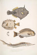 Monacanthe à épines Monacanthus Amanses Histrix 2 Poisson-coffre à nombreuses épines Ostracion Acarana auritus - John Edward Gray — artwork view