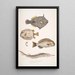 Monacanthe à épines Monacanthus Amanses Histrix 2 Poisson-coffre à nombreuses épines Ostracion Acarana auritus - John Edward Gray — framed artwork on a wall