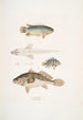 Anabas con branquias espinosas Anabas spinosus 2 Coius con dos manchas Coius binotatus 3 Scina manchada Scina maculata - John Edward Gray — vista de la obra