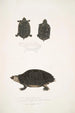 Tortuga moteada Emys Guttata Emys Hamiltonii 2 Tortuga de cuello grueso Emys crassicollis - John Edward Gray — vista de la obra
