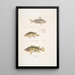 Pterapon à trois bandes Pterapon trivittatus 2 Bedula nuageux Bedula nebulosus 3 Bedula de Hamilton Bedula Hamiltonii - John Edward Gray — cuadro enmarcado en la pared