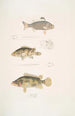 Pterapon à trois bandes Pterapon trivittatus 2 Bedula nuageux Bedula nebulosus 3 Bedula de Hamilton Bedula Hamiltonii - John Edward Gray — vista de la obra