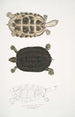Turtle Thugi Emys Thugi - John Edward Gray — artwork view