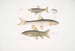 Carpe Tileo Cyprinus Tileo 2 Carpe de Richardson Cyprinus Richardsonii 3 Loche magnífico Botia grandis - John Edward Gray — vista de la obra