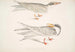 Sterne Ondulée Sterna brevirostris 2 Sterne à Bec Orange Sterna aurantia - John Edward Gray — artwork view