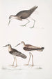 Bécasseau à queue blanche Totanus leucurus 2 Bécasseau allié Totanus affinis 3 Bécassine de Cawnpore Totanus Lathami - John Edward Gray — vista de la obra