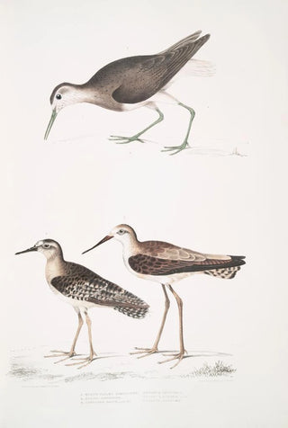 John Edward Gray - 1 White Tailed Sandpiper Totanus leucurus 2 Allied Sandpiper Totanus affinis 3 Cawnpore Snipe Totanus Lathami.webp