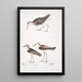 Bécasseau à queue blanche Totanus leucurus 2 Bécasseau allié Totanus affinis 3 Bécassine de Cawnpore Totanus Lathami - John Edward Gray — cuadro enmarcado en la pared