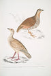 Perdrix des bois Perdix gularis 2 Perdrix orientale Perdix orientalis - John Edward Gray — vista de la obra