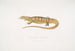 Varan amarillo (Monitor flavescens) - John Edward Gray — vista de la obra