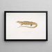 Varan amarillo (Monitor flavescens) - John Edward Gray — cuadro enmarcado en la pared