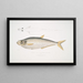 Hareng aliado Clupea affinis Penang - John Edward Gray — cuadro enmarcado en la pared