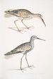 Bécassine à tête cendrée Totanus fuscus - John Edward Gray — artwork view