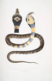 Cobra a bandas Capella variedad Naia tripudians var fasciata - John Edward Gray — vista de la obra
