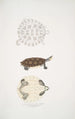Turtle Baska Emys Baska - John Edward Gray — artwork view